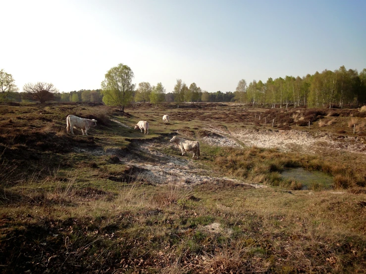 some white cows on an open plain with trees