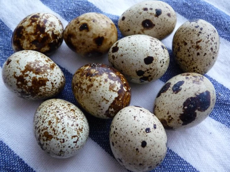 quails are displayed on blue and white stripes