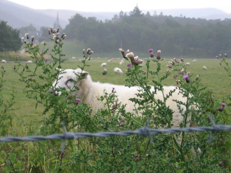 sheep are grazing in an open field with flowers and green grass