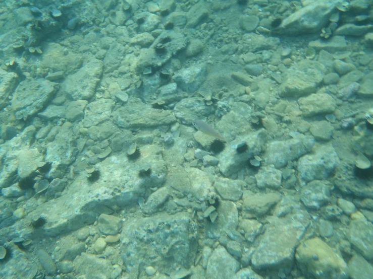 a large amount of small fish swimming in shallow water