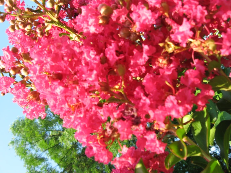 a pink flower sitting on top of a tree