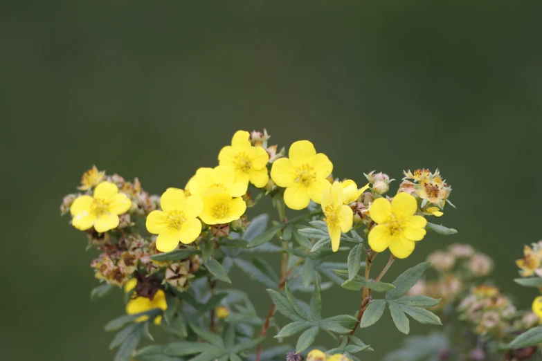 several different flowers that are all blooming together