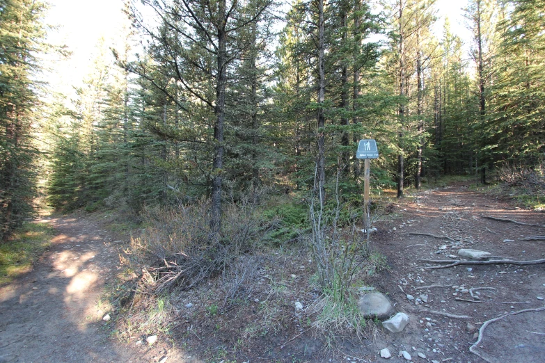 the road sign has been placed among the trees