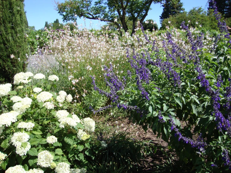 a view of a beautiful purple flowered garden from the ground