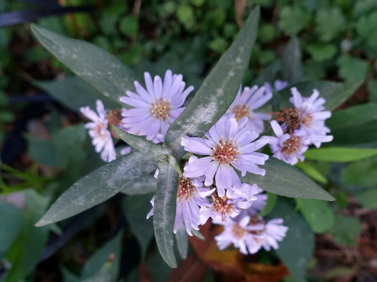 some pink flowers are growing next to leaves