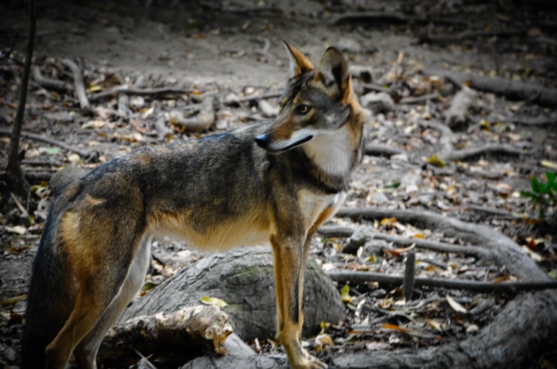 a large black and tan dog standing next to a log