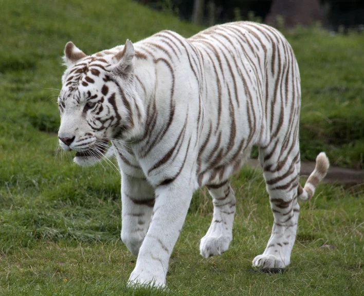 a tiger standing on top of a lush green field