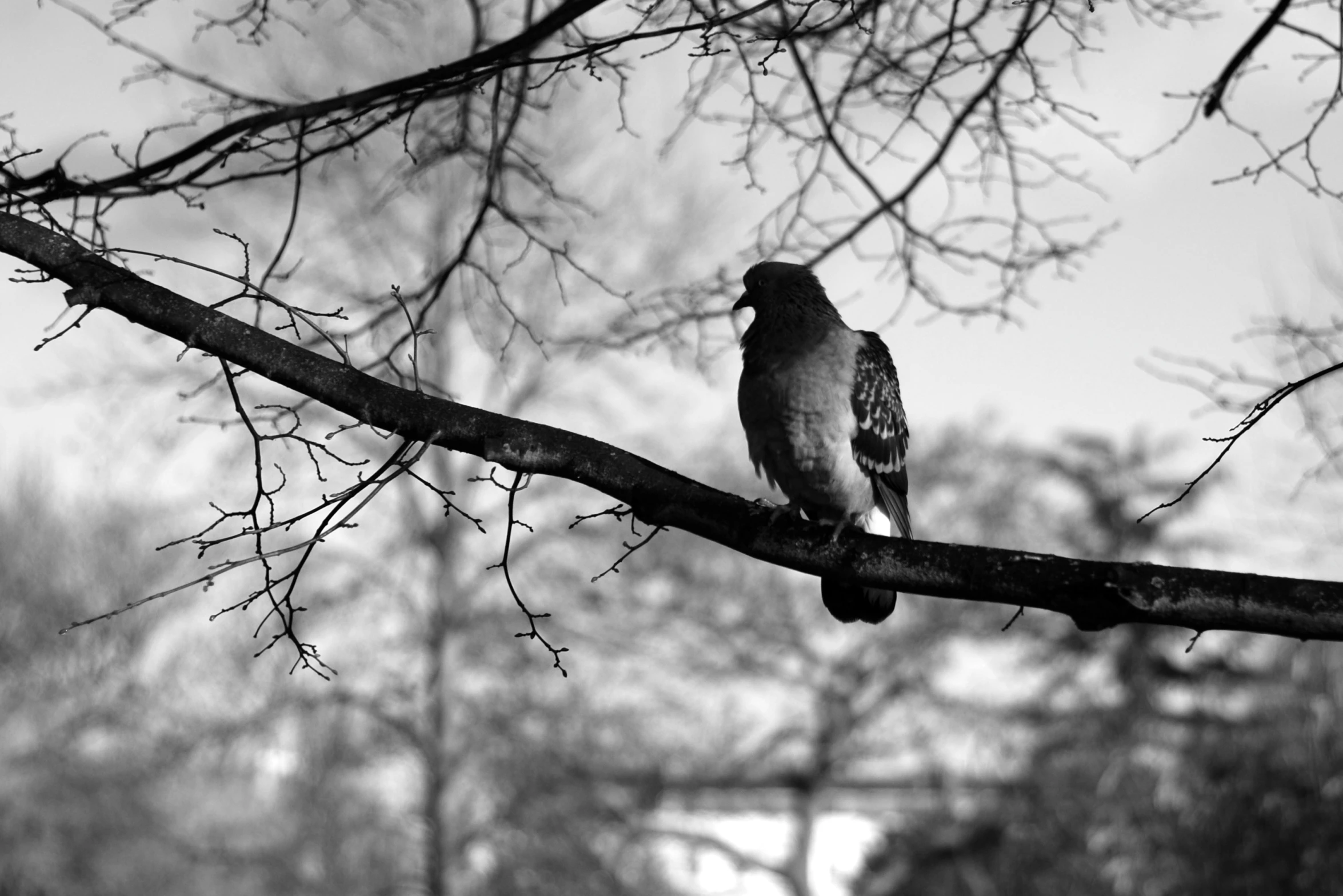 the bird sits on top of the nch of the tree