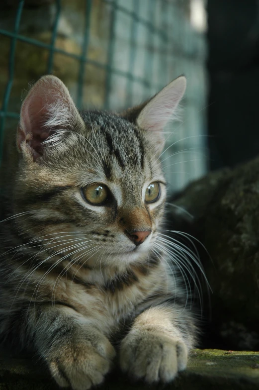 a cat is sitting down by itself in a cage