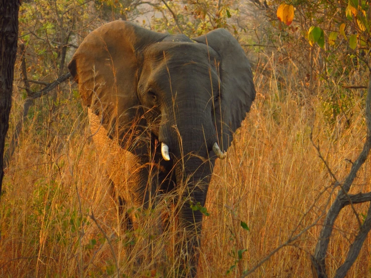 an elephant is walking through tall grass and trees