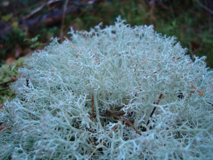 close up of small, thick vegetation in the grass