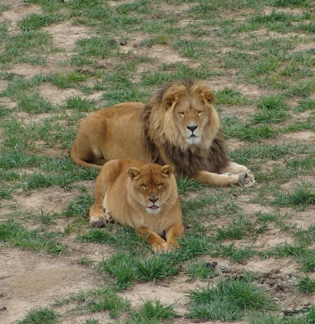 two lions are sitting in a grassy field