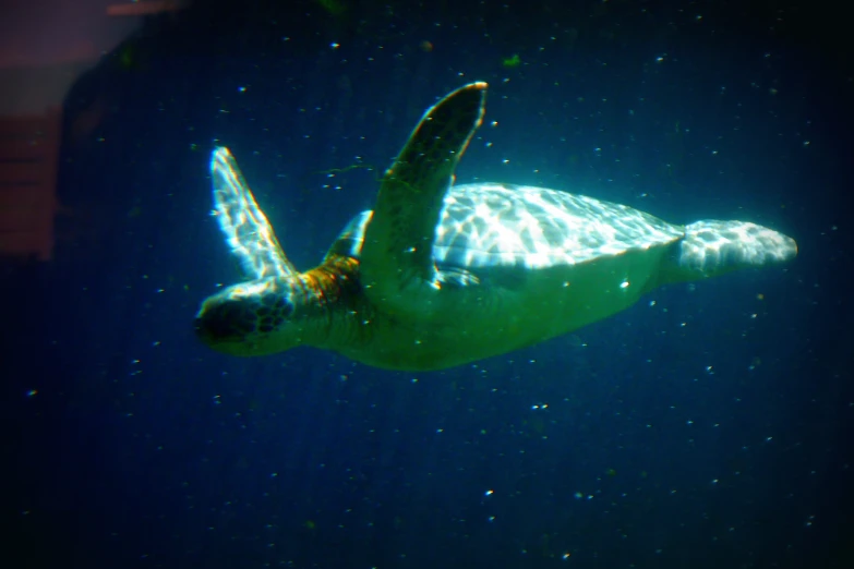 a green turtle in the ocean with its back turned