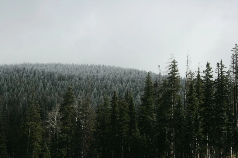 a forest is on the edge of a mountain range