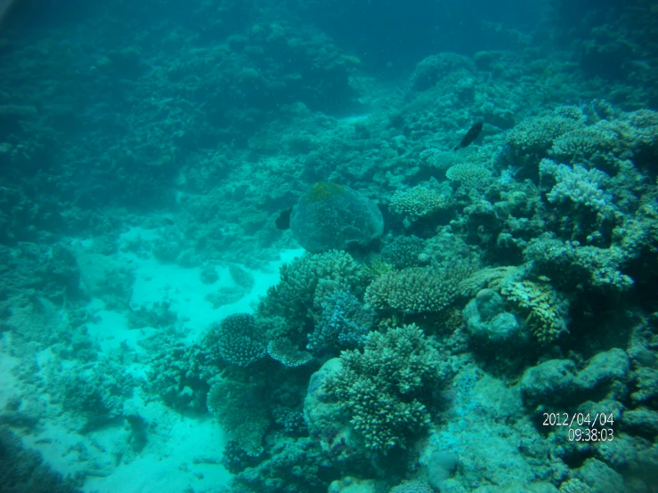 a close up of an ocean reef with some animals