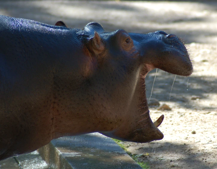 hippopotamus drinking water from a watering hole