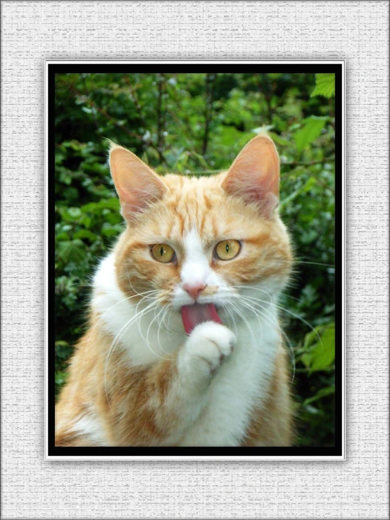 an orange and white cat with its tongue hanging out