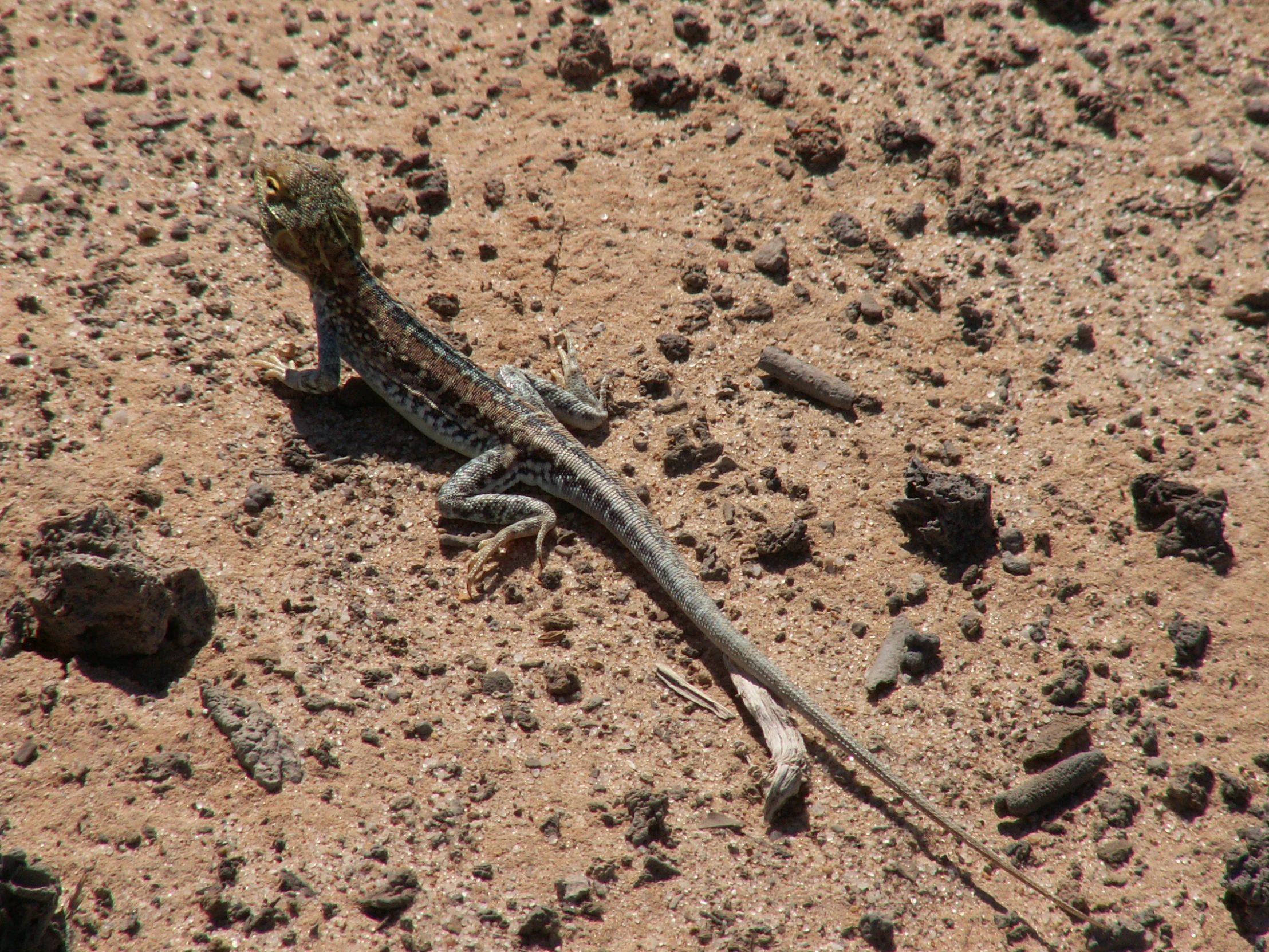 a lizard standing on the ground near some rocks and dirt