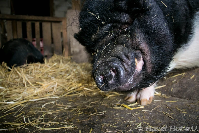 two pig eating some hay in a stable