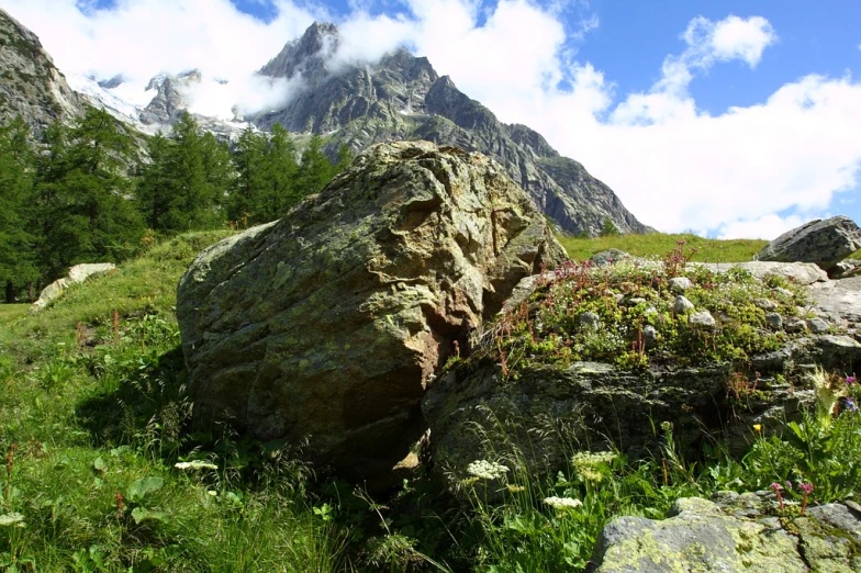 a rock with plants growing between it in the grass