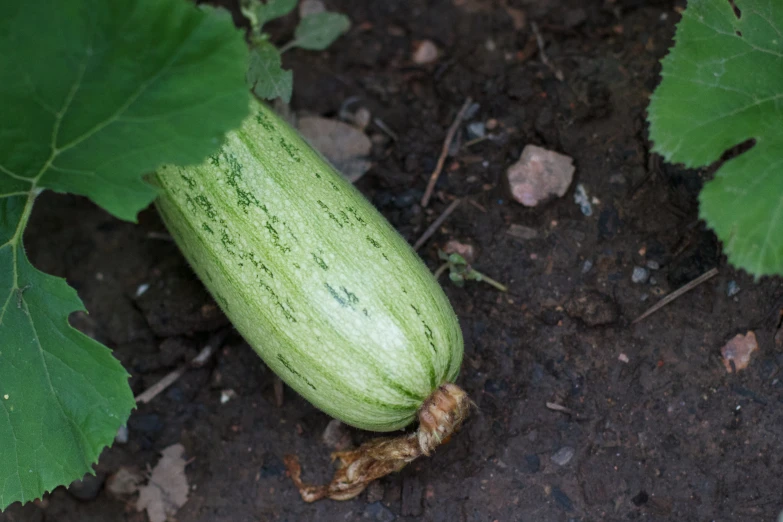 a young cucumber bud in its garden ready to pick