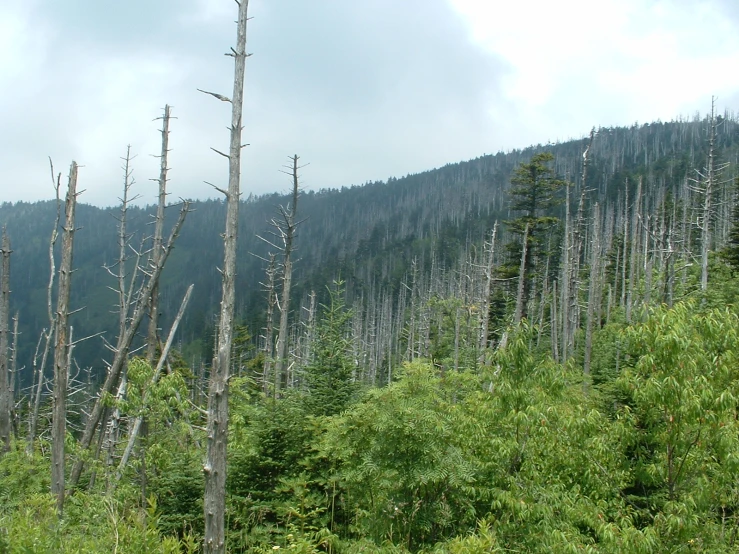 a mountain with trees and no leaves