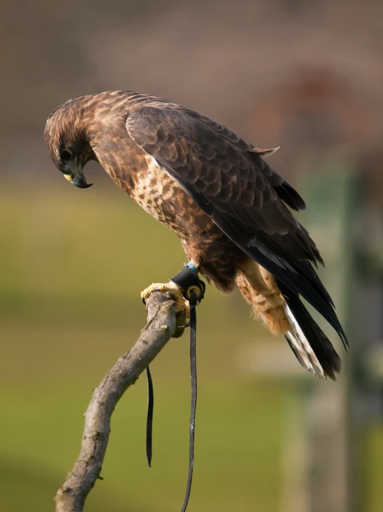 a small brown bird perched on a thin nch