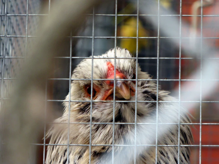 a chicken with red eyes is looking through the bars