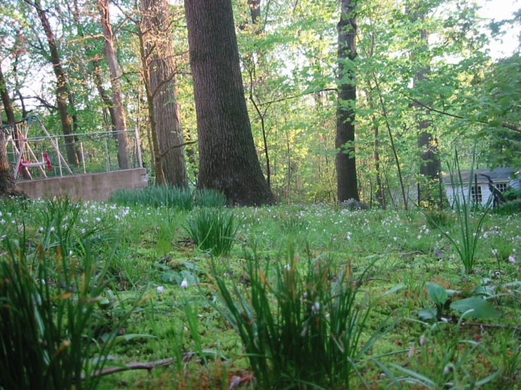 a grassy area with bushes and weeds next to a bridge