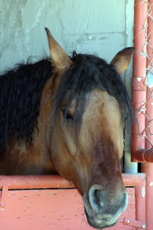 a horse sits in its stall near the fence