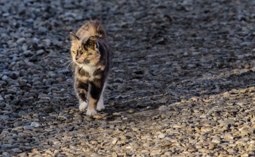 a calico cat is on the ground outside