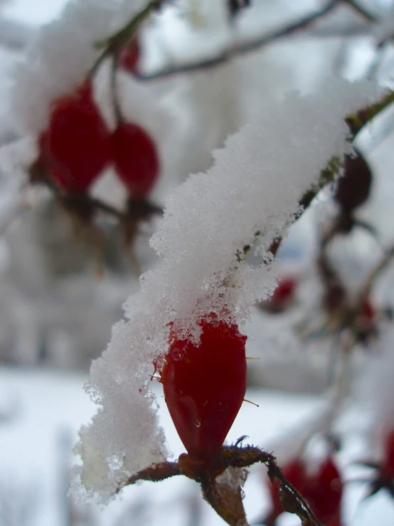 frosty berries are hanging from a tree nch