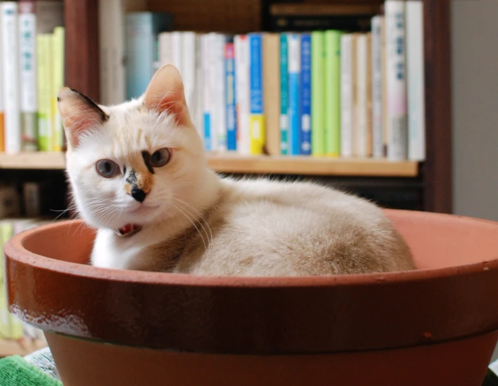 a small white and gray cat is sitting in a flower pot