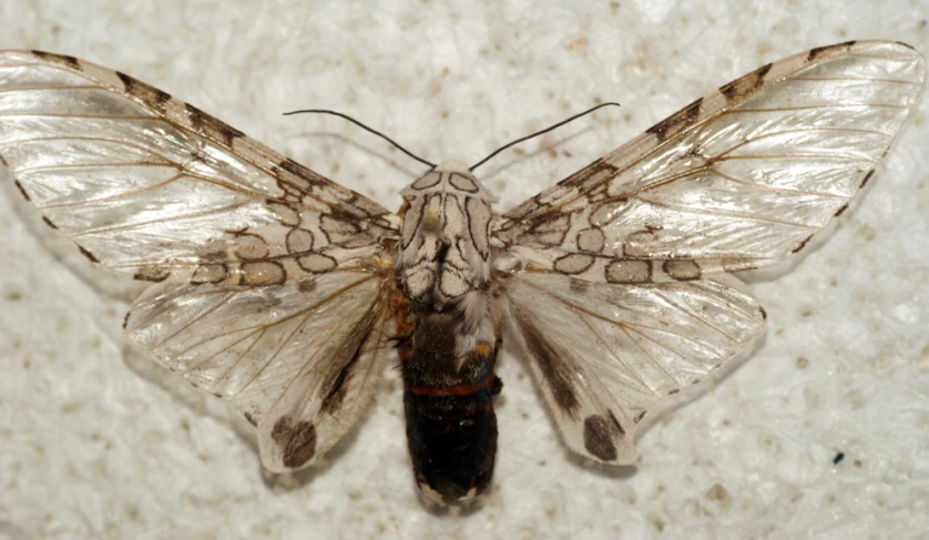 a close up of a erfly with very long wings