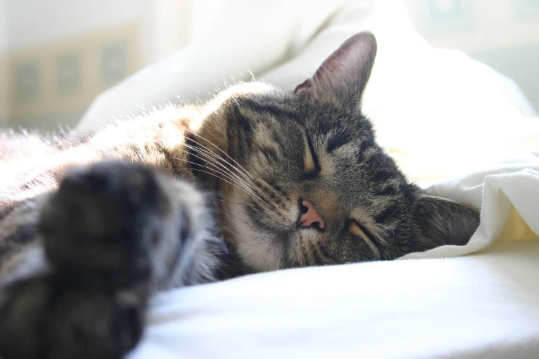 a close up of a cat laying on a bed with a blanket