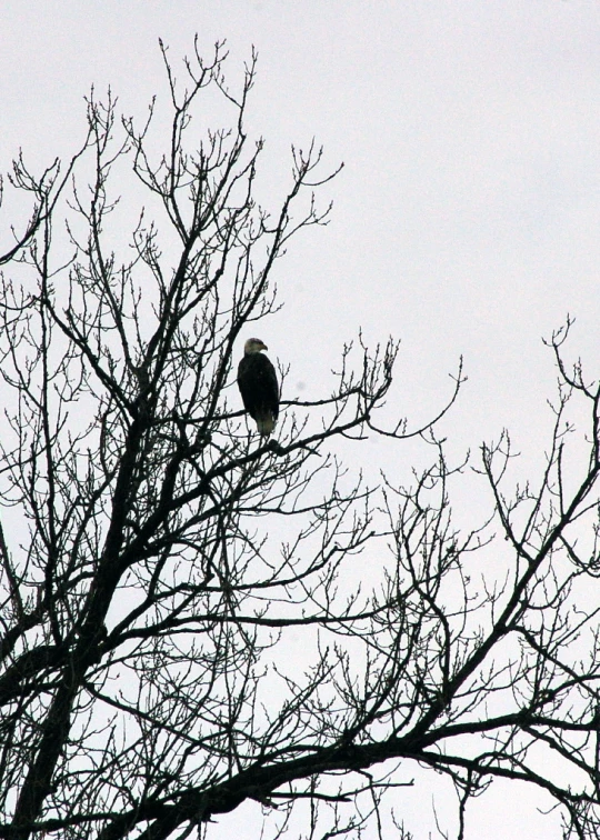 a bird sits in the top of a tree