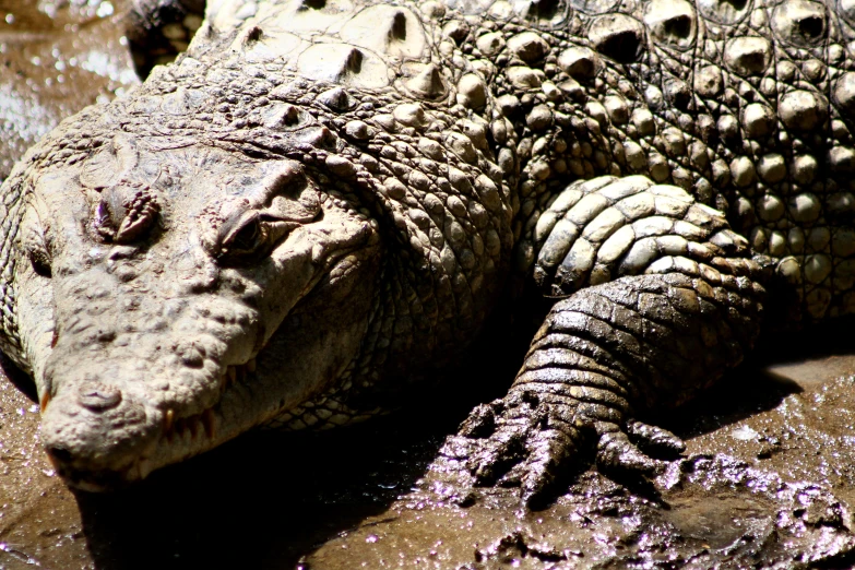a large alligator that is sitting down
