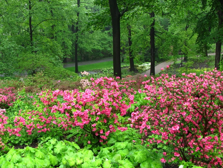 the large garden has very pretty flowers and greenery