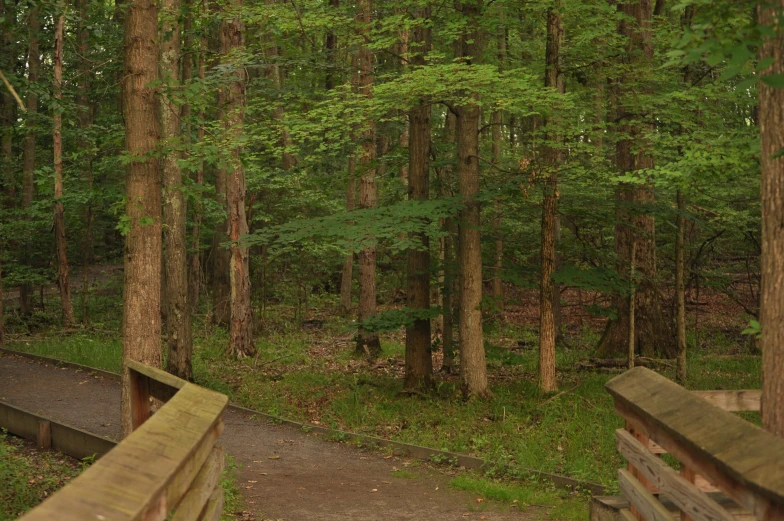 a forest with many trees and a path leading to the woods