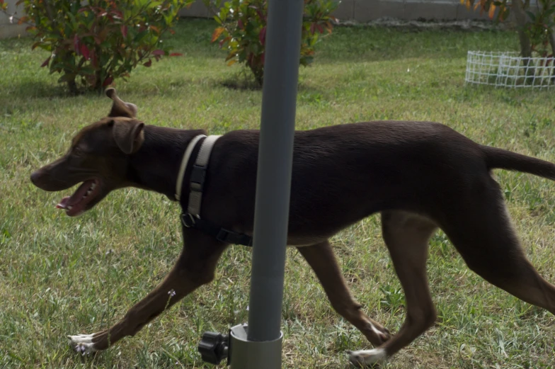 a black dog with a white collar is walking on the grass