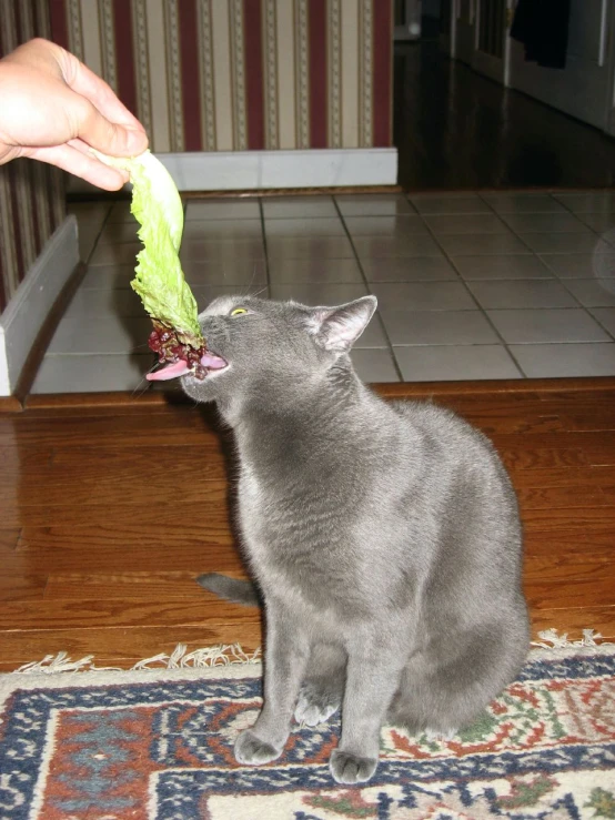 a hand that is feeding a kitten with food