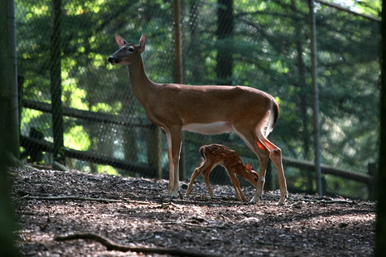 a deer is eating from its mother in the forest
