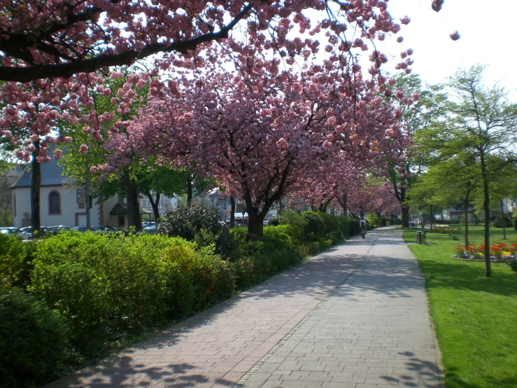 an outside walkway in the park with flowering trees