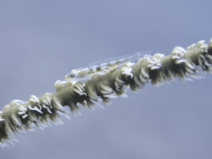 some strange white things floating up in the air