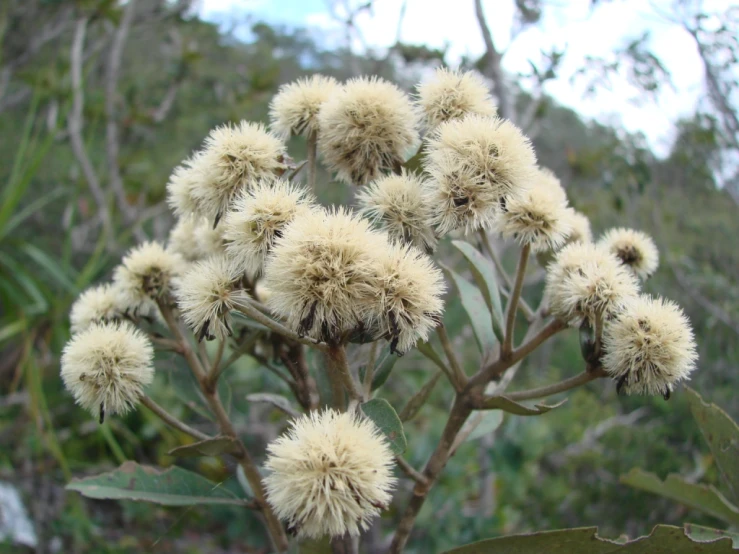 a cluster of flowers on a bush with trees in the background