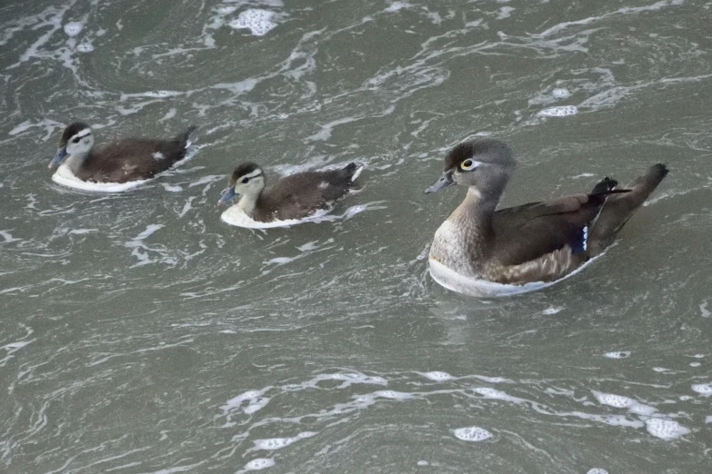 four birds floating in the water on top of a body of water