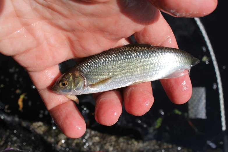 a small fish on a persons hand holding it