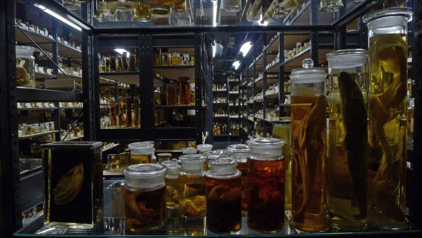 bottles and jars with teas in them