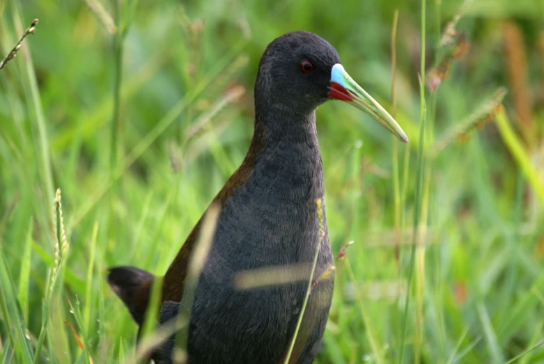 a bird in a grassy field with green weeds