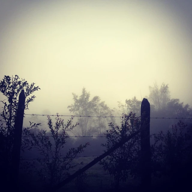 black and white pograph of a fence with trees in the background